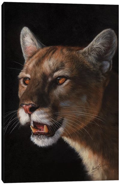 Cougar Canvas Art Print - Cougars