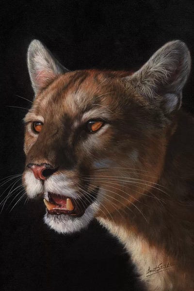 David Stribbling: Cougar by David Stribbling
