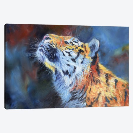 Amur Tiger. Vibrant Series Canvas Print #STG310} by David Stribbling Art Print