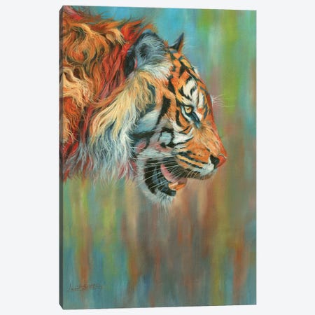 Tiger II Vibrant Series Canvas Print #STG311} by David Stribbling Canvas Print