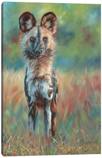 African Wild Dog Stare Canvas Art Print - David Stribbling