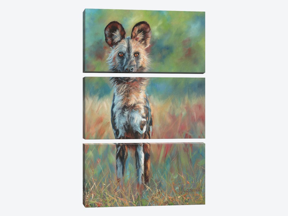 African Wild Dog Stare by David Stribbling 3-piece Canvas Print