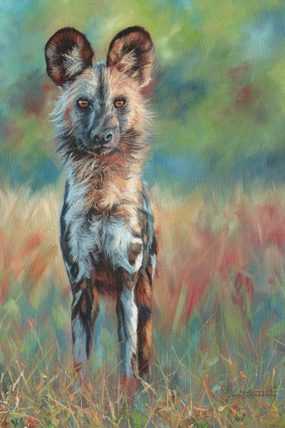 David Stribbling: African Wild Dog Stare by David Stribbling