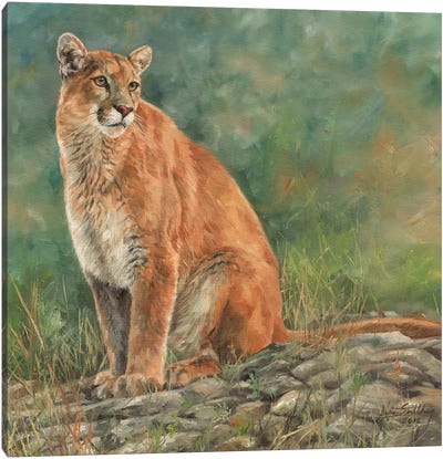 Cougar Sitting Canvas Art Print - Rock Art