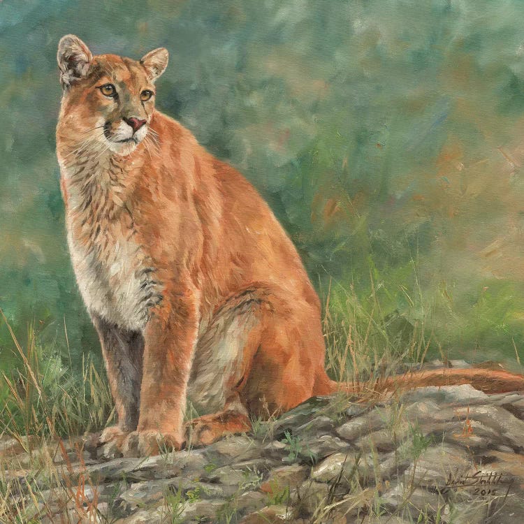 Cougar Sitting