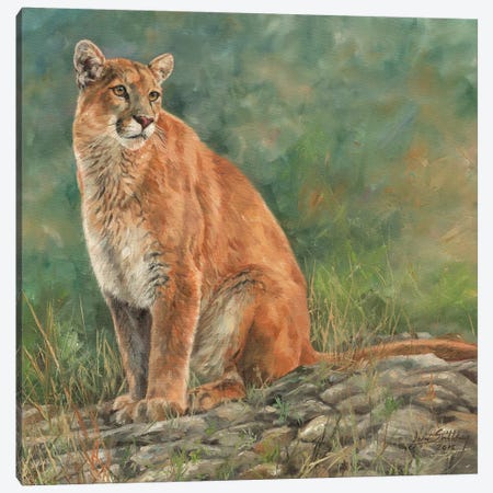 Cougar Sitting Canvas Print #STG31} by David Stribbling Art Print