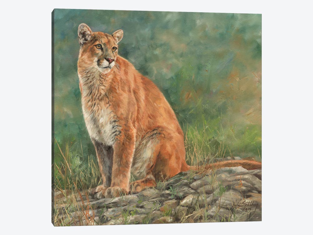 Cougar Sitting by David Stribbling 1-piece Canvas Print