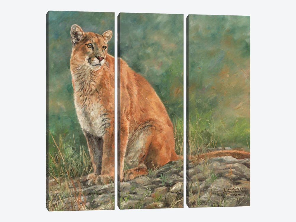 Cougar Sitting by David Stribbling 3-piece Art Print