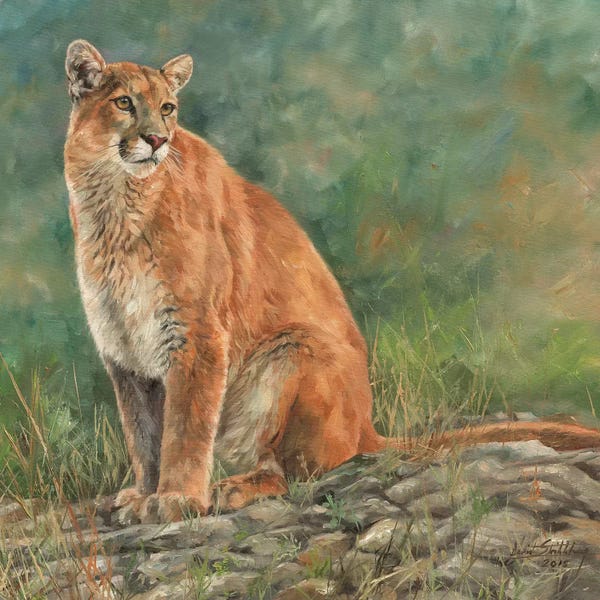 Cougars: Cougar Sitting by David Stribbling