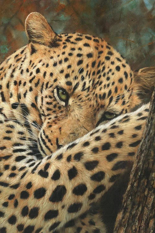 Leopard At Rest