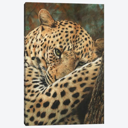 Leopard At Rest Canvas Print #STG323} by David Stribbling Canvas Artwork