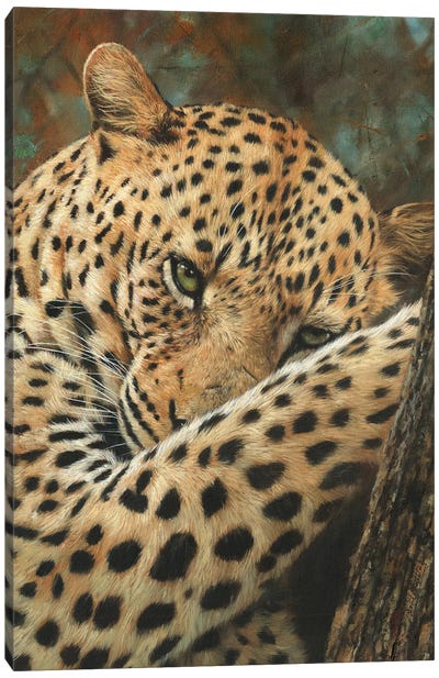 Leopard At Rest Canvas Art Print - David Stribbling