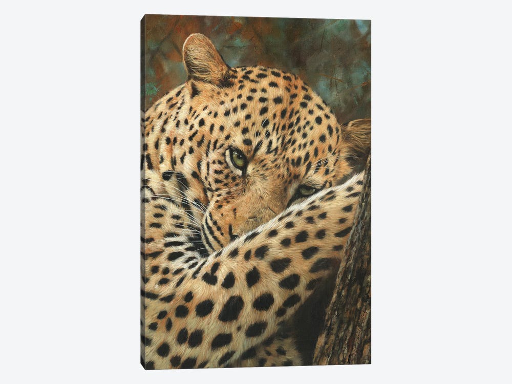 Leopard At Rest by David Stribbling 1-piece Canvas Artwork