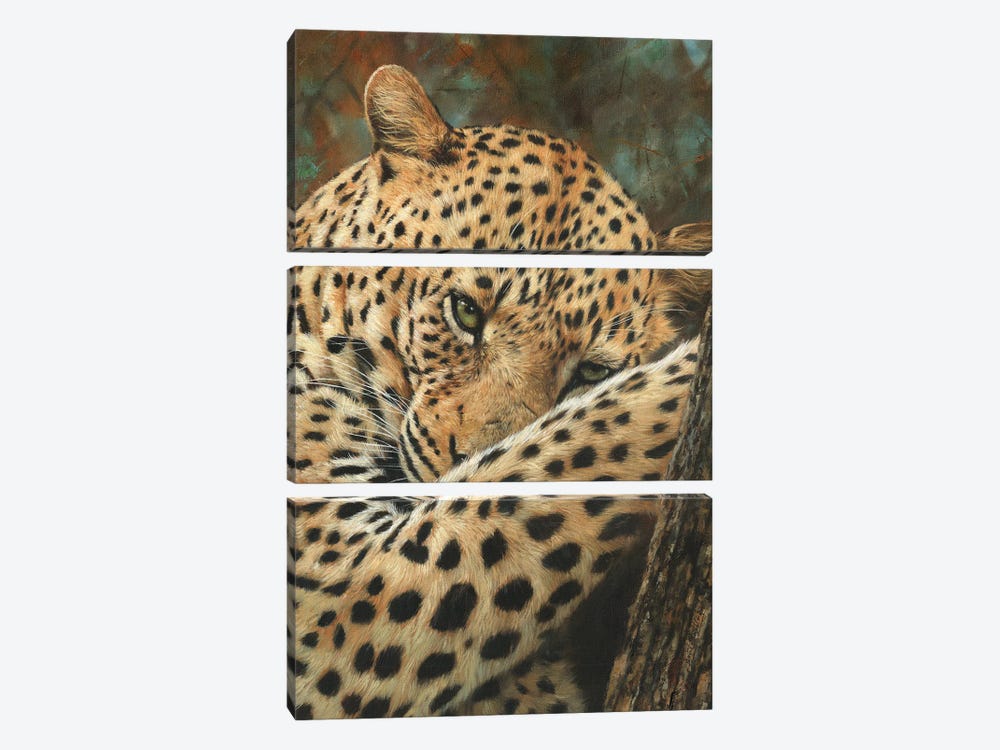 Leopard At Rest by David Stribbling 3-piece Canvas Wall Art