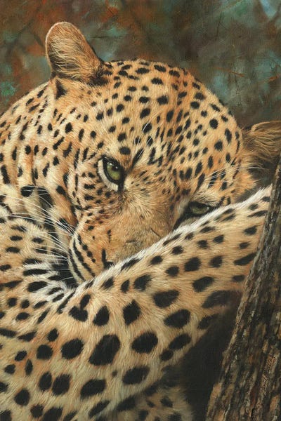 David Stribbling: Leopard At Rest by David Stribbling