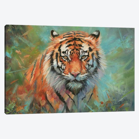 Tiger Tiger Canvas Print #STG326} by David Stribbling Art Print