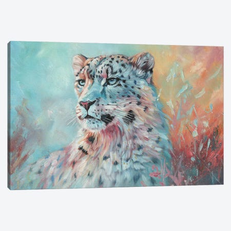 Fire And Ice. Snow Leopard Canvas Print #STG329} by David Stribbling Canvas Art