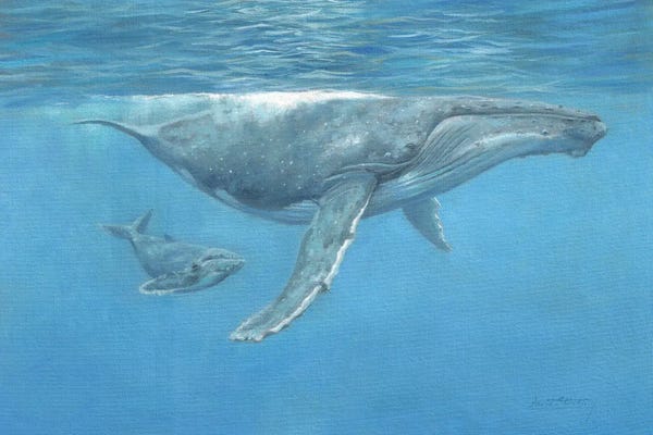 Humpback Whales: Humpback Whale And Calf by David Stribbling