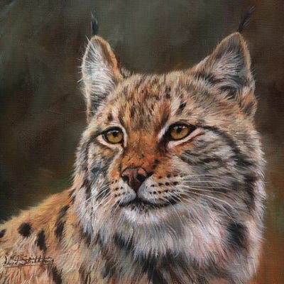 Eurasian Lynx by David Stribbling multi panel art