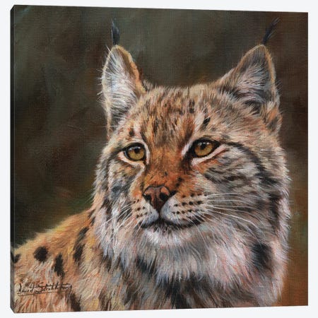 Eurasian Lynx Canvas Print #STG35} by David Stribbling Canvas Art