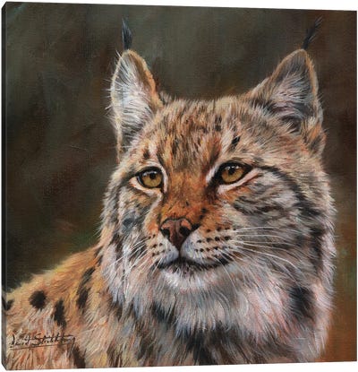 Eurasian Lynx Canvas Art Print - David Stribbling