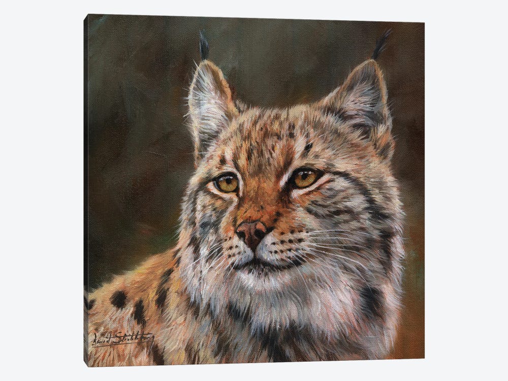 Eurasian Lynx by David Stribbling 1-piece Canvas Print