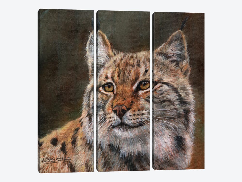 Eurasian Lynx by David Stribbling 3-piece Canvas Art Print
