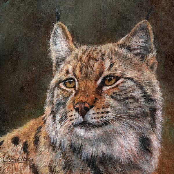 Lynx: Eurasian Lynx by David Stribbling