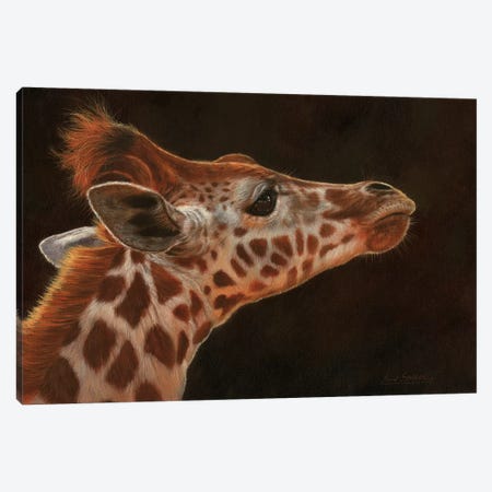 Giraffe Portrait I Canvas Print #STG38} by David Stribbling Canvas Print