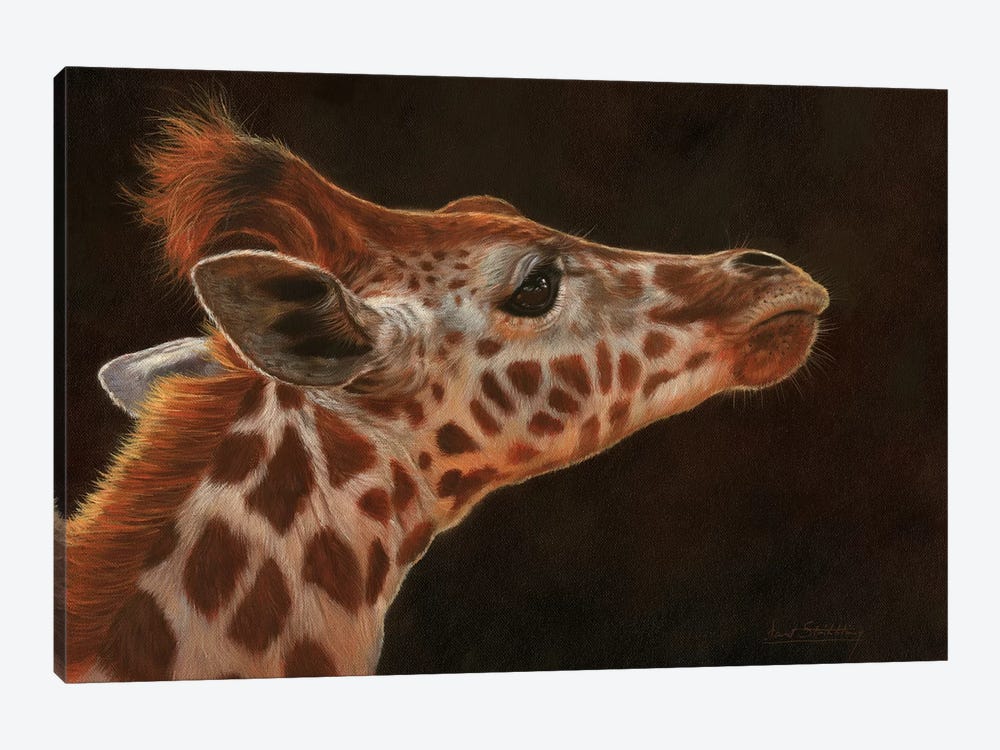 Giraffe Portrait I by David Stribbling 1-piece Canvas Artwork