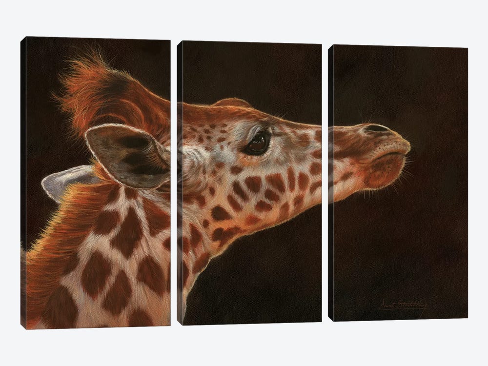 Giraffe Portrait I by David Stribbling 3-piece Canvas Wall Art
