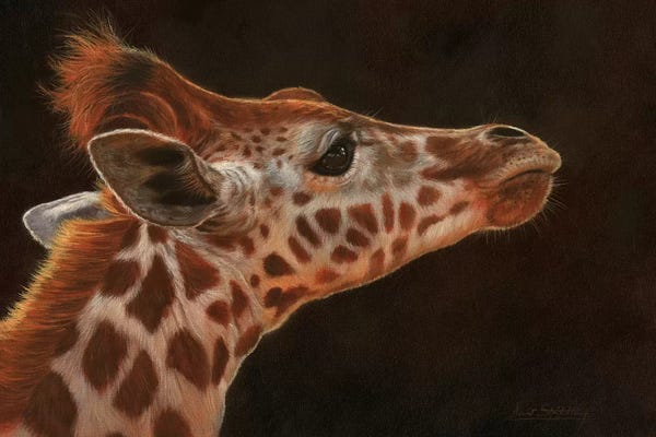 David Stribbling: Giraffe Portrait I by David Stribbling