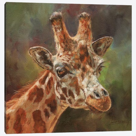 Giraffe Portrait II Canvas Print #STG39} by David Stribbling Art Print