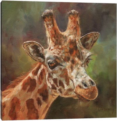 Giraffe Portrait II Canvas Art Print - David Stribbling