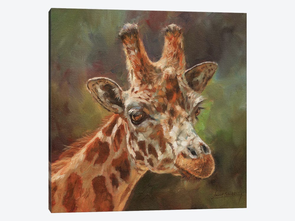 Giraffe Portrait II by David Stribbling 1-piece Canvas Print