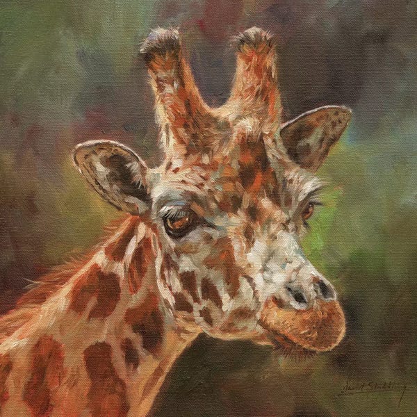 David Stribbling: Giraffe Portrait II by David Stribbling