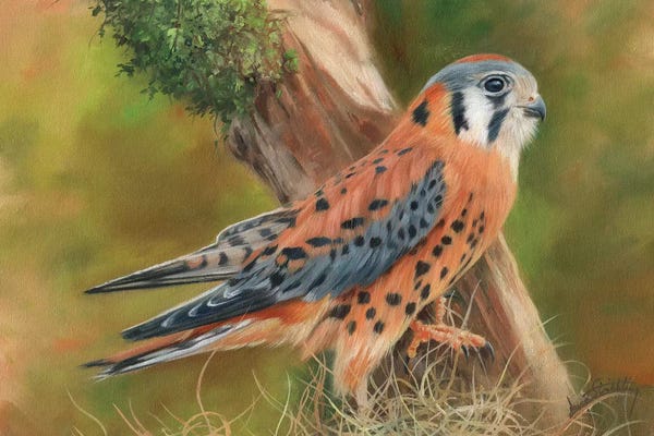David Stribbling: American Kestrel by David Stribbling
