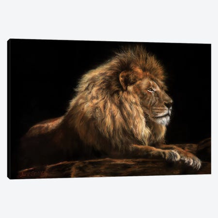 Golden Lion Canvas Print #STG40} by David Stribbling Canvas Artwork