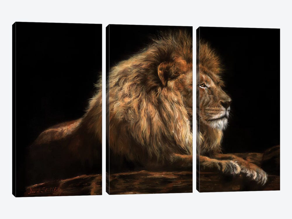 Golden Lion by David Stribbling 3-piece Canvas Print