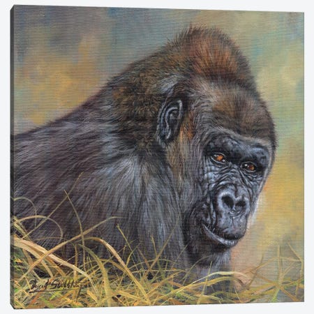 Gorilla Canvas Print #STG41} by David Stribbling Canvas Artwork