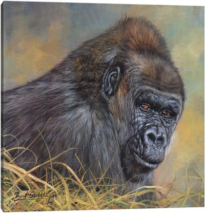 Gorilla Canvas Art Print - David Stribbling