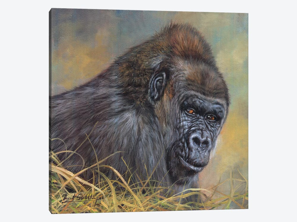 Gorilla by David Stribbling 1-piece Canvas Artwork
