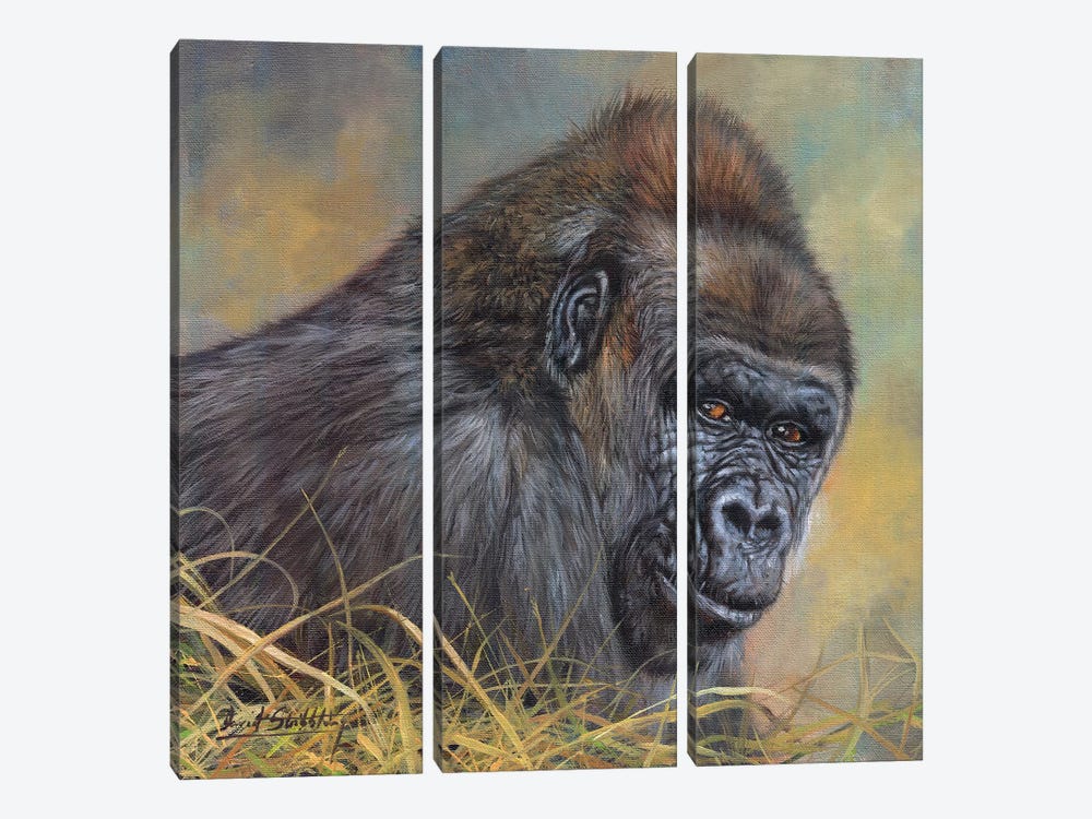 Gorilla by David Stribbling 3-piece Canvas Artwork