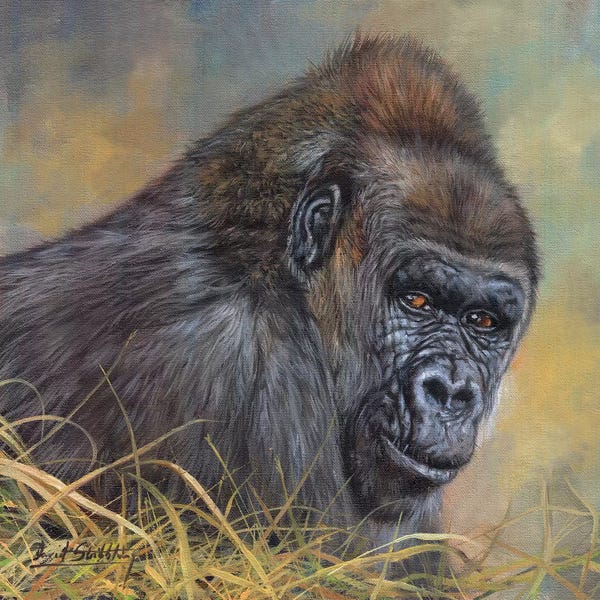 Gorillas: Gorilla by David Stribbling