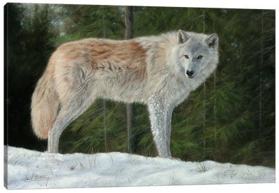 Grey Wolf In Snow Canvas Art Print - David Stribbling