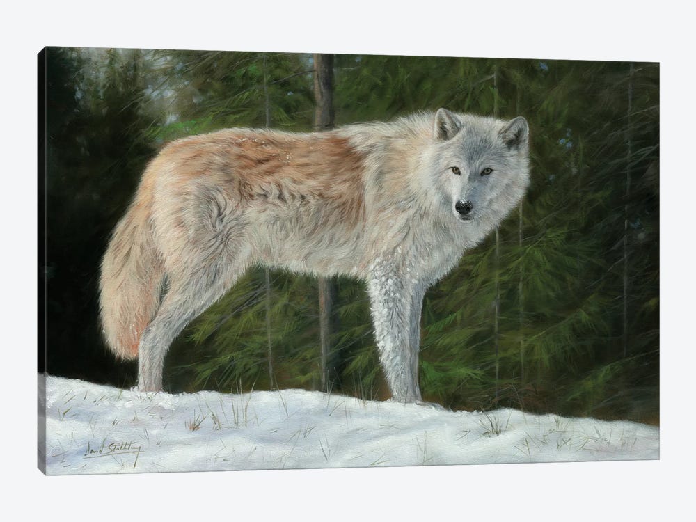 Grey Wolf In Snow by David Stribbling 1-piece Art Print