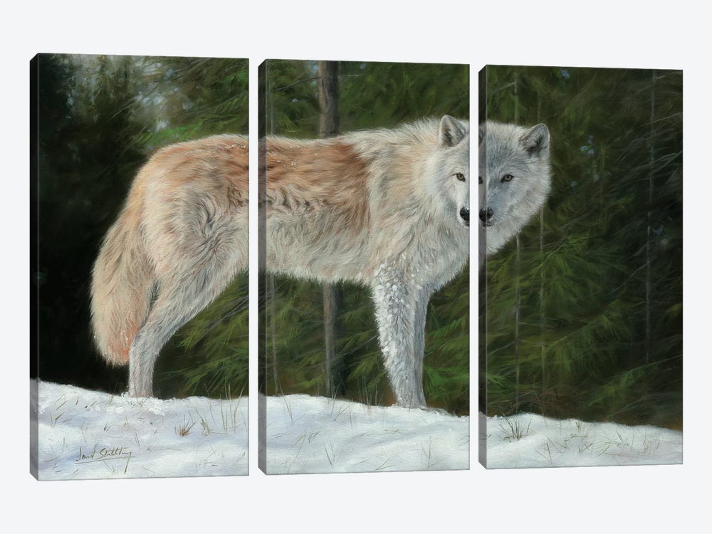 Grey Wolf In Snow by David Stribbling 3-piece Canvas Art Print