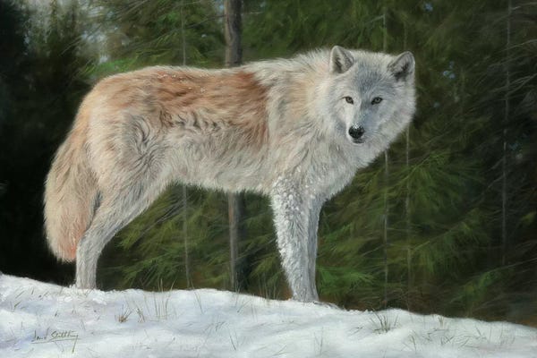 Wolves: Grey Wolf In Snow by David Stribbling