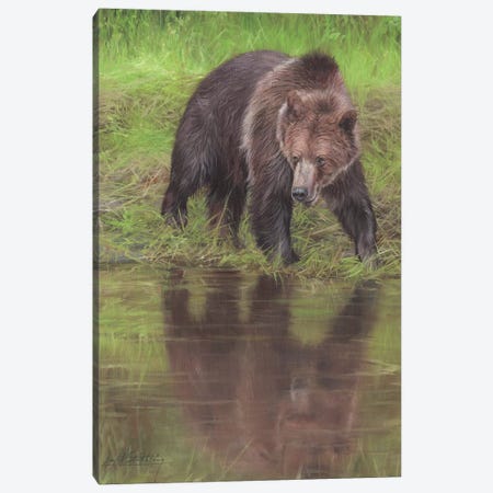 Grizzly Bear At Water's Edge Canvas Print #STG43} by David Stribbling Canvas Art