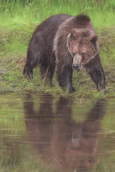David Stribbling: Grizzly Bear At Water's Edge by David Stribbling